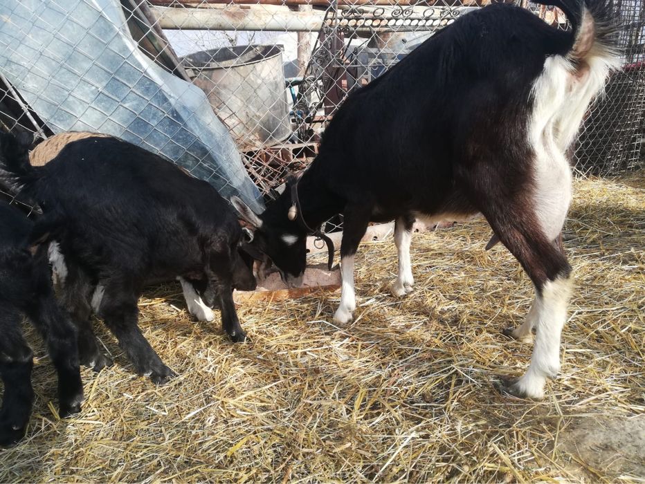 Vand alpine Elvetiene