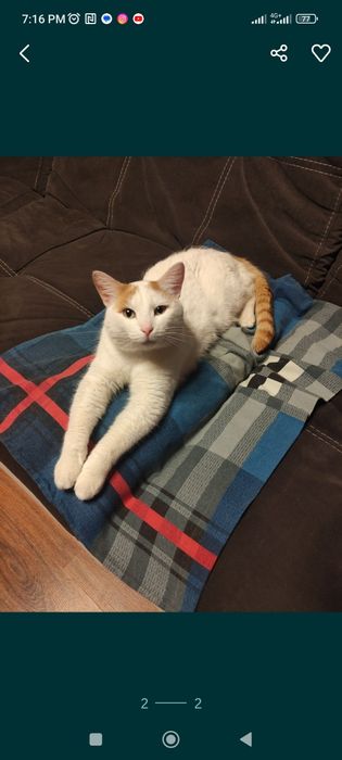 Отдадим добрым людям