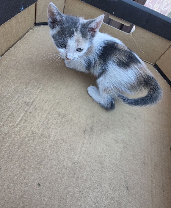 Котенца на 1 месец