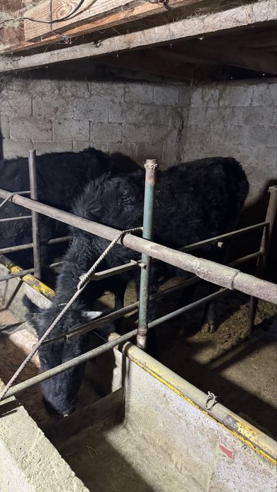 Буаз құнажын сатылады