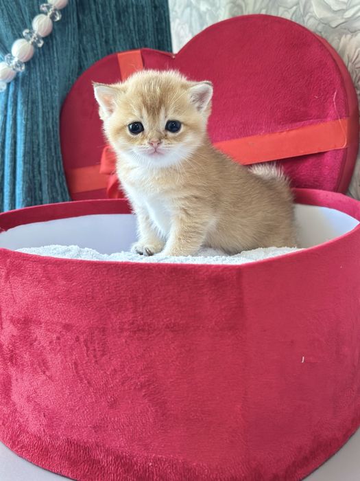 Продаются котята. Золотистые шиншиллы