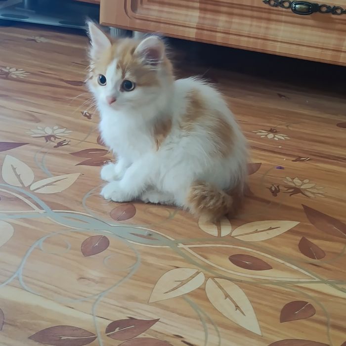 Котёнок, девочка к лотку приучена, кушает хорошо!