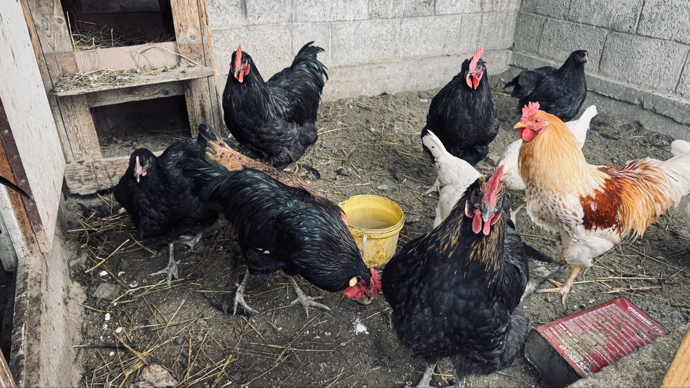 Әтештер сатылат жас 5000мыңнан.