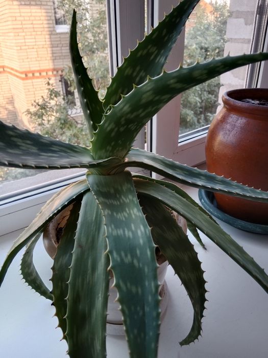 Продам алоэ Вера.