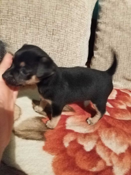 Пинчер  женско ...