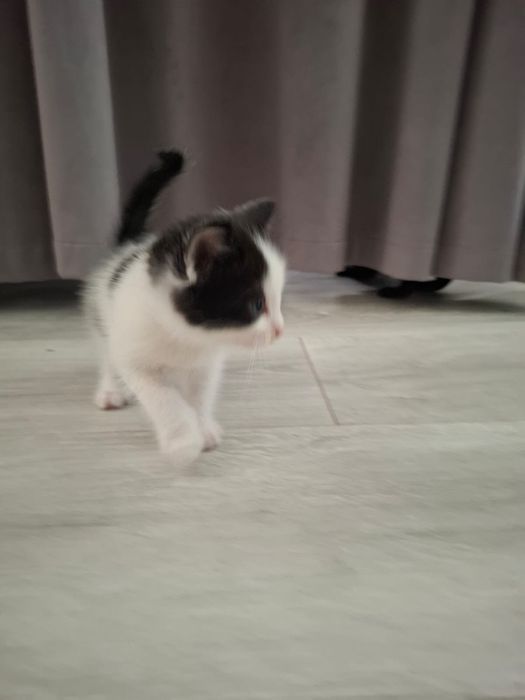Отдам котят бесплатно