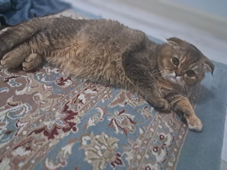 Scottishfold sotiladi