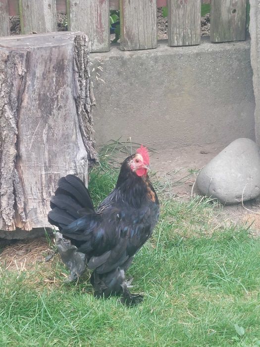 Vand cocosi si găinuse pitice