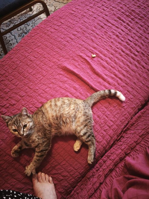 Нашли котенка очень добрая девочка ищем хозяина