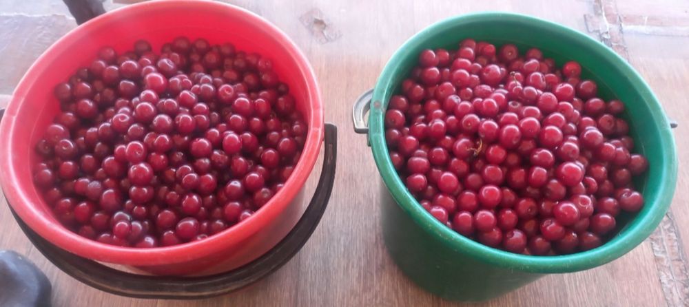 Вишня  замороженная