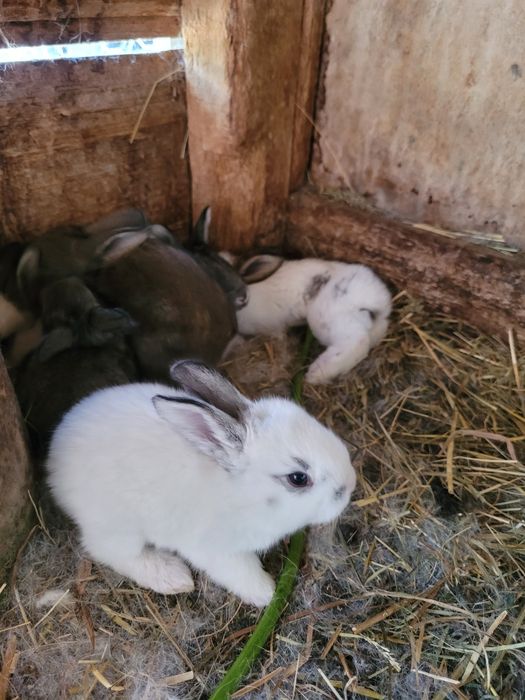 Iepuri de casă bio