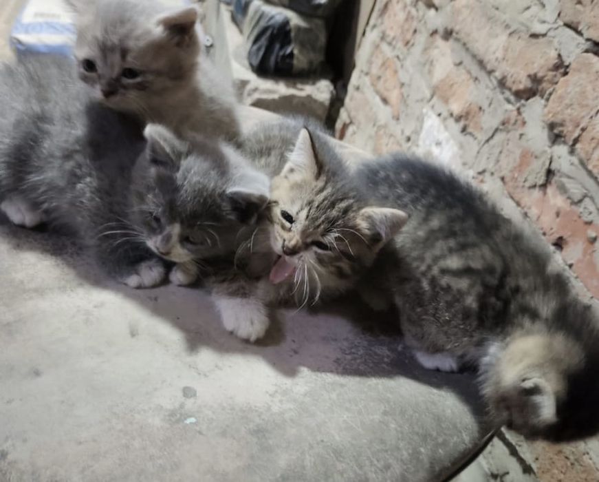 Котятам ищем дом