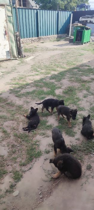 Продаются щенки немецкой овчарки