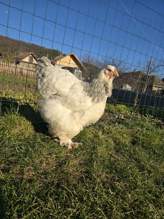 Brahma hd pe albastru  2025