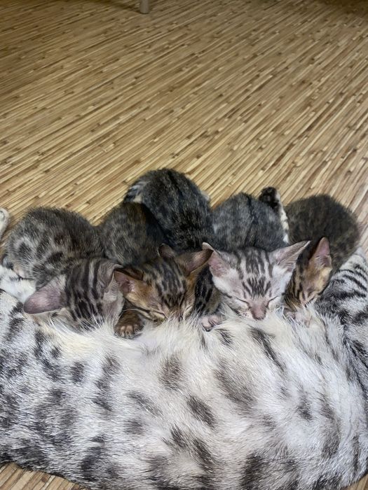 бенгальские котята