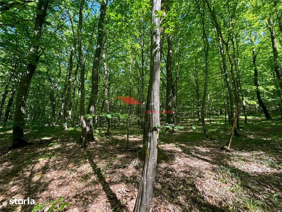 1 ha padure, Coldau
