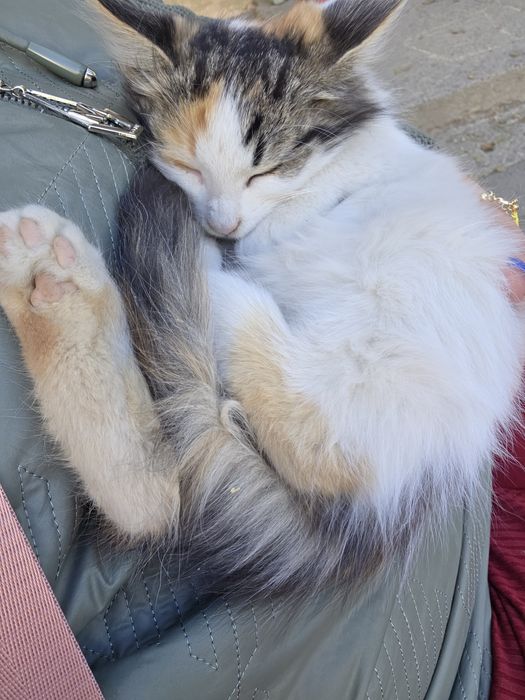 Котята в добрые руки.