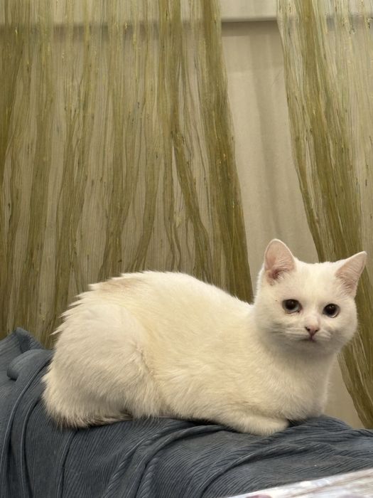 Отдам котенка в добрые руки