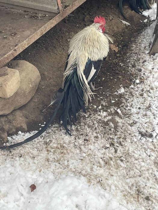 Vând 3 cocoși rasa phoenix