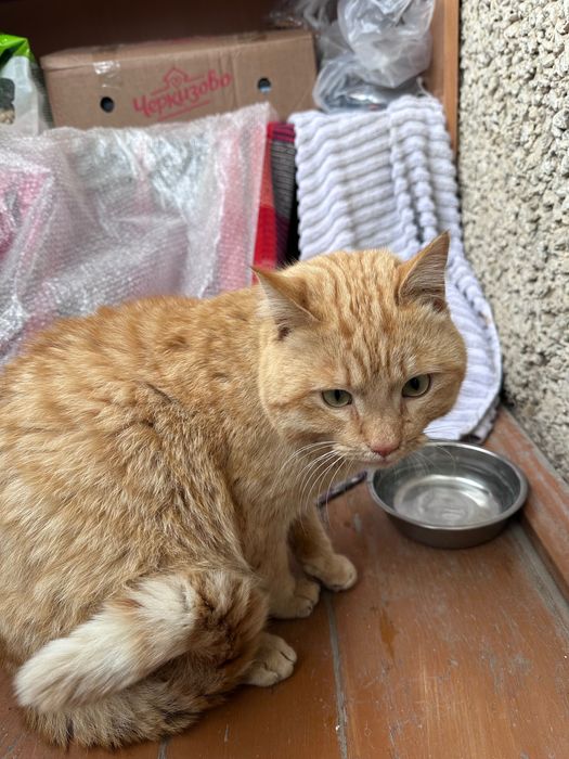 Котик ищет дом срочно