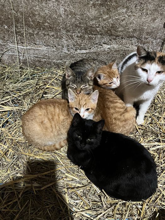 Pisicute spre adoptie