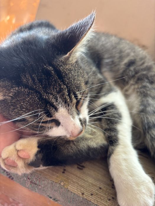 Motan blând și afectuos (Gratuit / Adopție)