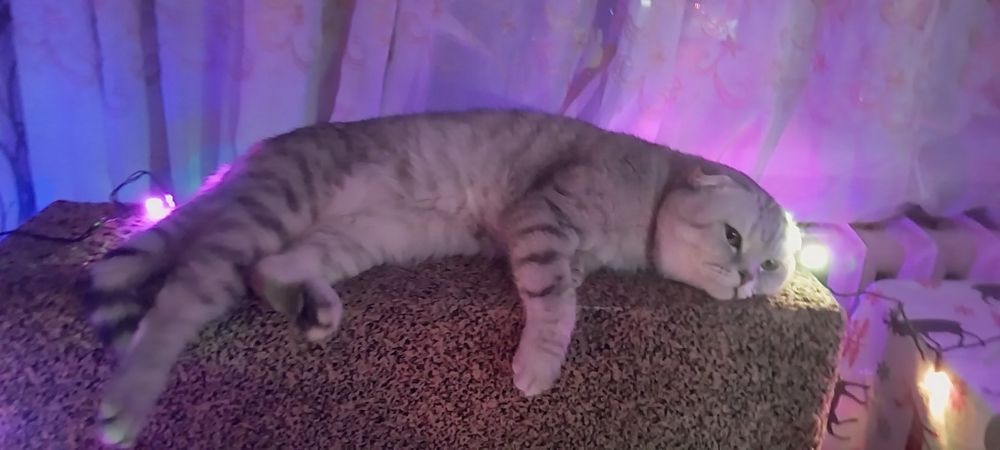 Предлагаю кота на вязку