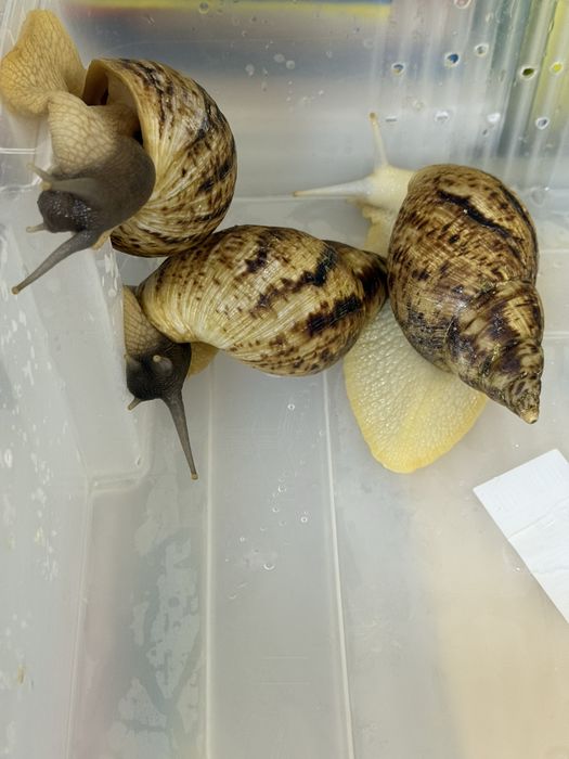 Продам больших улиток ахатин с контейнером