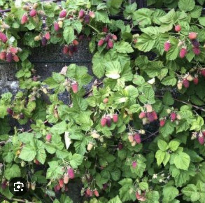 Ежемалина көшеті бар.