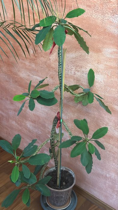 Цветы комнатные