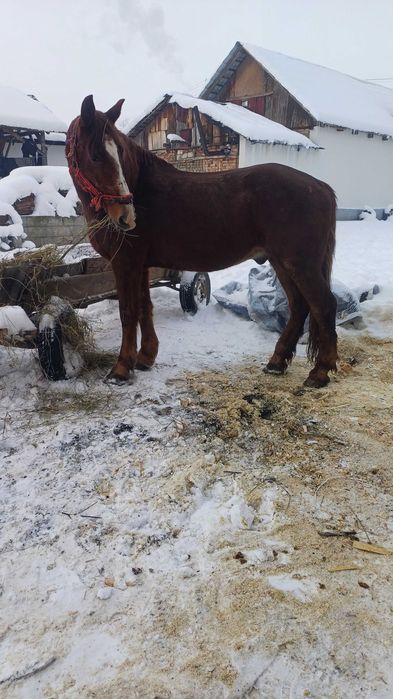 De vânzare un cal de 8 ani