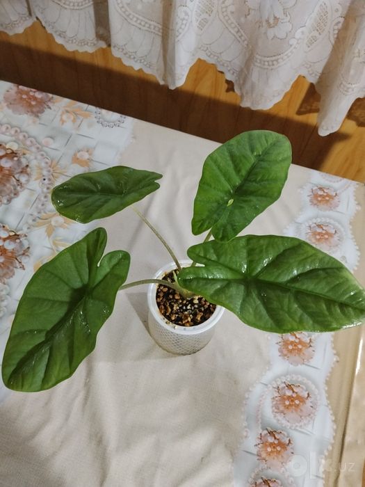 Продаются алаказии.