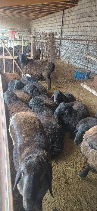 Қой сатылады семіз