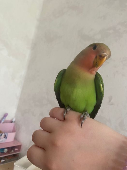 Домашний попугай