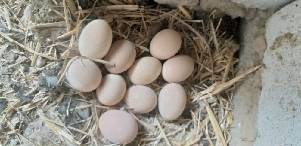 Жерси зотли хуроз