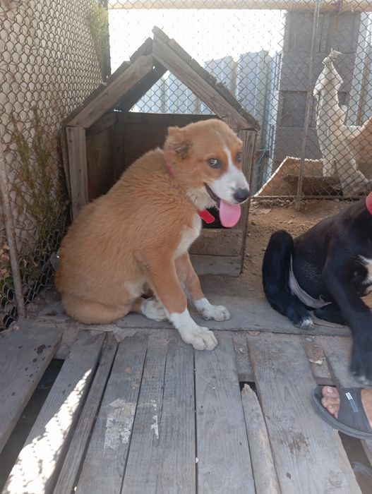 Аяу риза таза Алабай