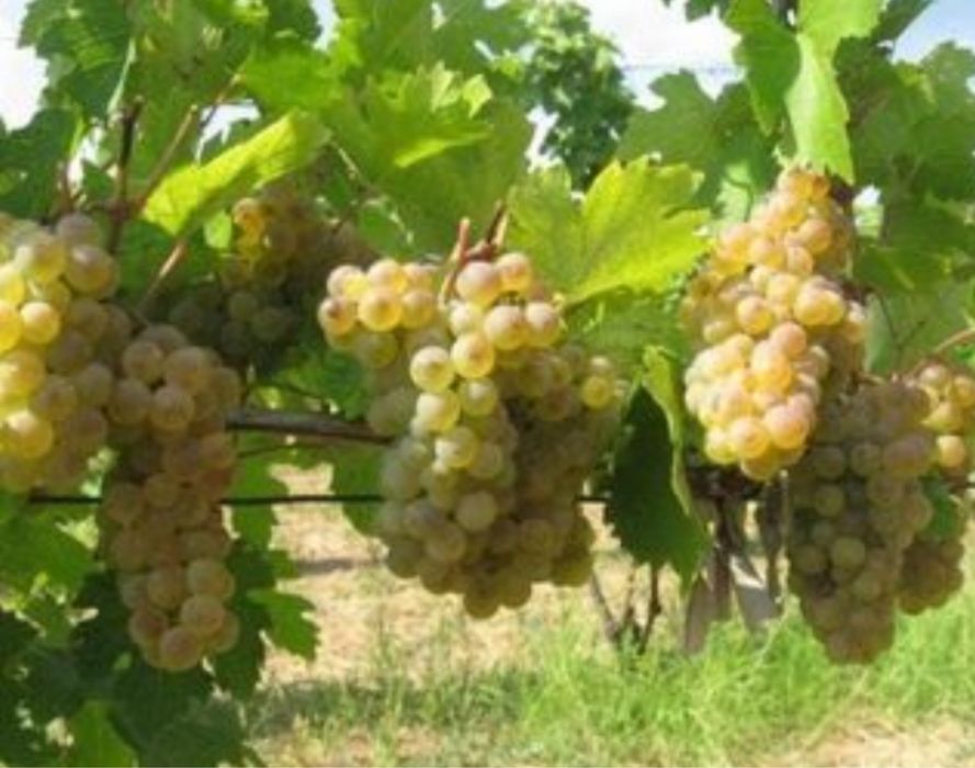 Struguri de vin din Domenile Panciu