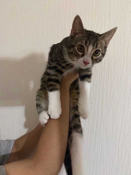 Отдаю даром котенка на добрые руки