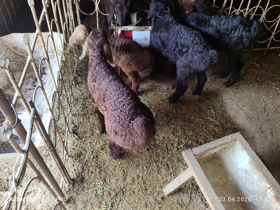 3 дона кучкорча сотилади