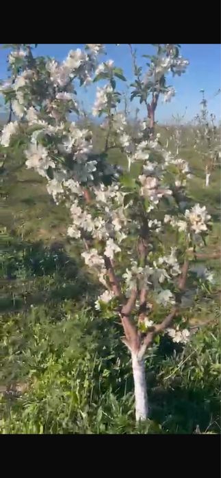 Продам землю 62 га