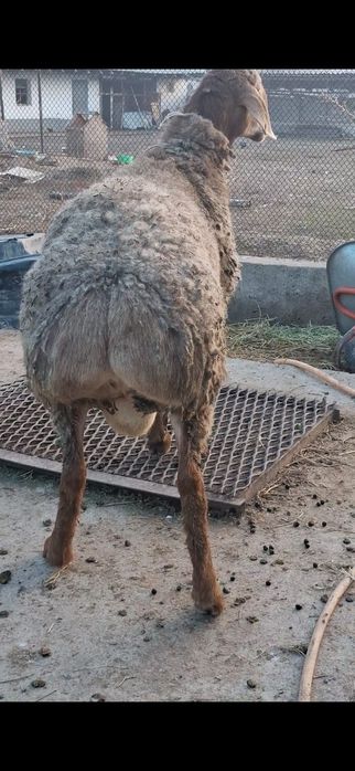 Арашан токты кошкар