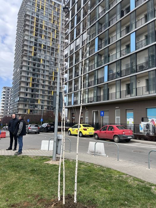 Mesteacan cu 3 trunchiuri ceva deosebit livram oriunde in tara