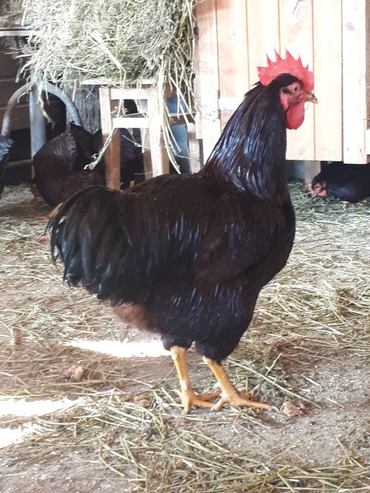 Oua pentru incubat  Rhode Island