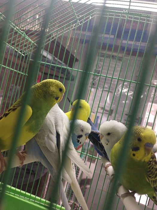 Попугай волнистые