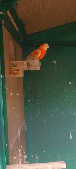 Пойни папагали 2 чифта.
