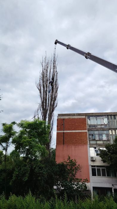 Defrișări/Toaletare/Fasonare Arbori/Rapid și Ieftin.