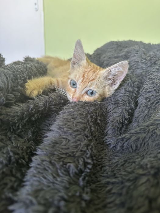 Малко златно котето