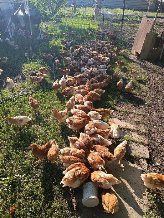 Цыплята Ломан Браун.