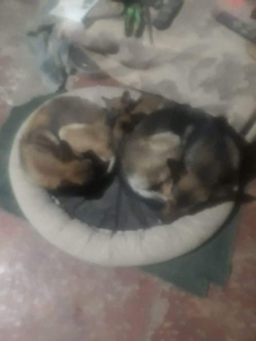 Afcharka beldiyeskiy malinua prodayotsiya ne doroga