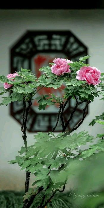 Bujor de Tip Pomisor (Diferite Culori )